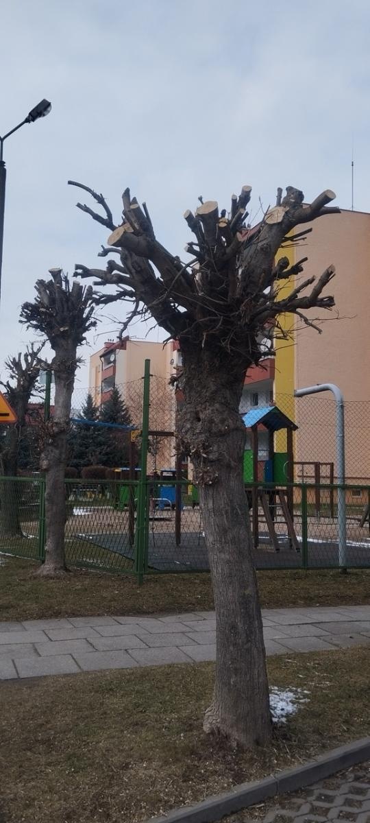 Zdjęcie w galerii na portalu naszraciborz.pl: Zielony Raciborzu, dokąd idziesz? Co się dzieje z tak zwaną pielęgnacją zieleni w Raciborzu? [LIST DO REDAKCJI] wiadomości z regionu