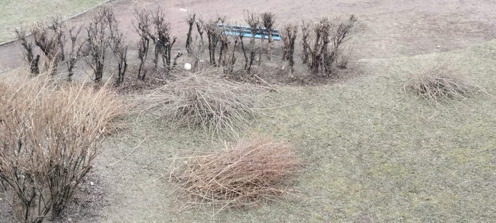 Zdjęcie w galerii na portalu naszraciborz.pl: Zielony Raciborzu, dokąd idziesz? Co się dzieje z tak zwaną pielęgnacją zieleni w Raciborzu? [LIST DO REDAKCJI] wiadomości z regionu