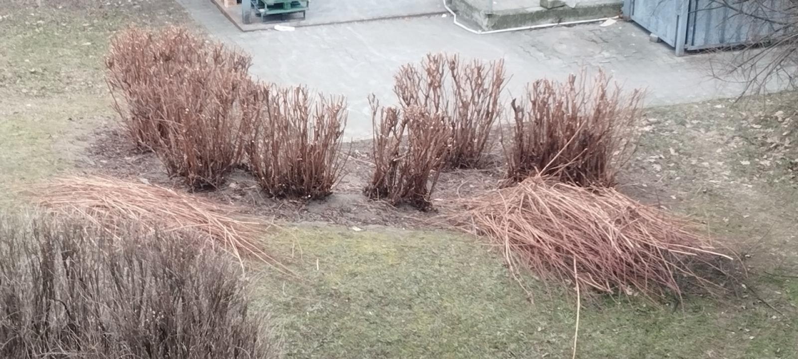 Zdjęcie w galerii na portalu naszraciborz.pl: Zielony Raciborzu, dokąd idziesz? Co się dzieje z tak zwaną pielęgnacją zieleni w Raciborzu? [LIST DO REDAKCJI] wiadomości z regionu