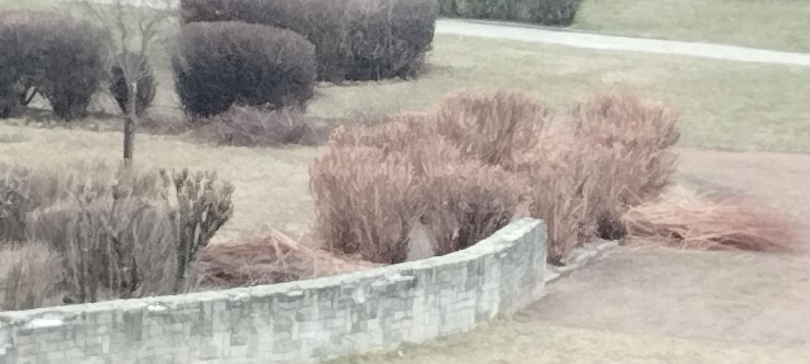 Zdjęcie w galerii na portalu naszraciborz.pl: Zielony Raciborzu, dokąd idziesz? Co się dzieje z tak zwaną pielęgnacją zieleni w Raciborzu? [LIST DO REDAKCJI] wiadomości z regionu