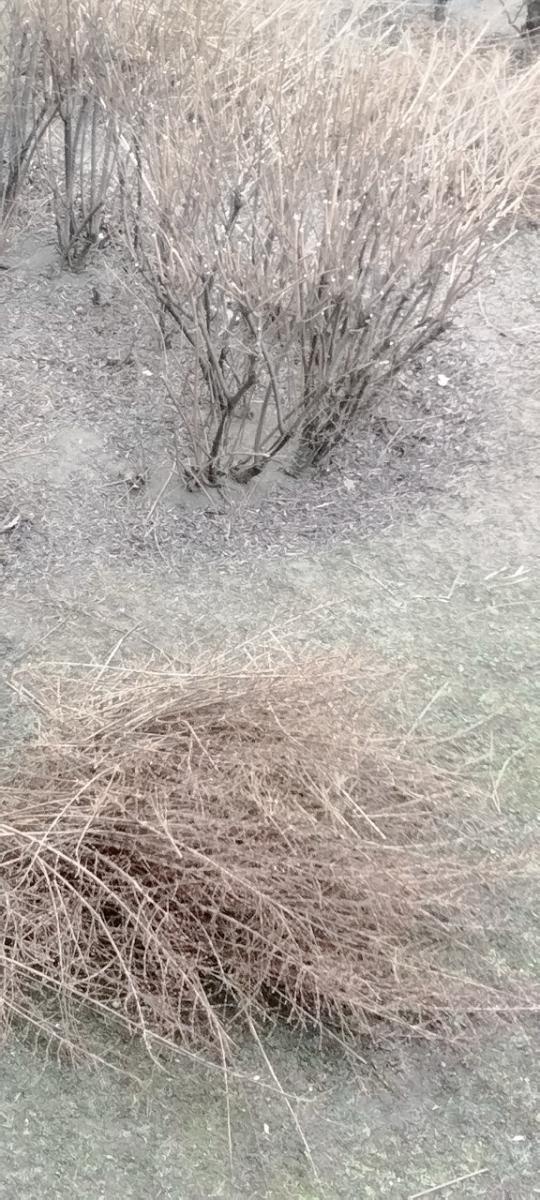 Zdjęcie w galerii na portalu naszraciborz.pl: Zielony Raciborzu, dokąd idziesz? Co się dzieje z tak zwaną pielęgnacją zieleni w Raciborzu? [LIST DO REDAKCJI] wiadomości z regionu