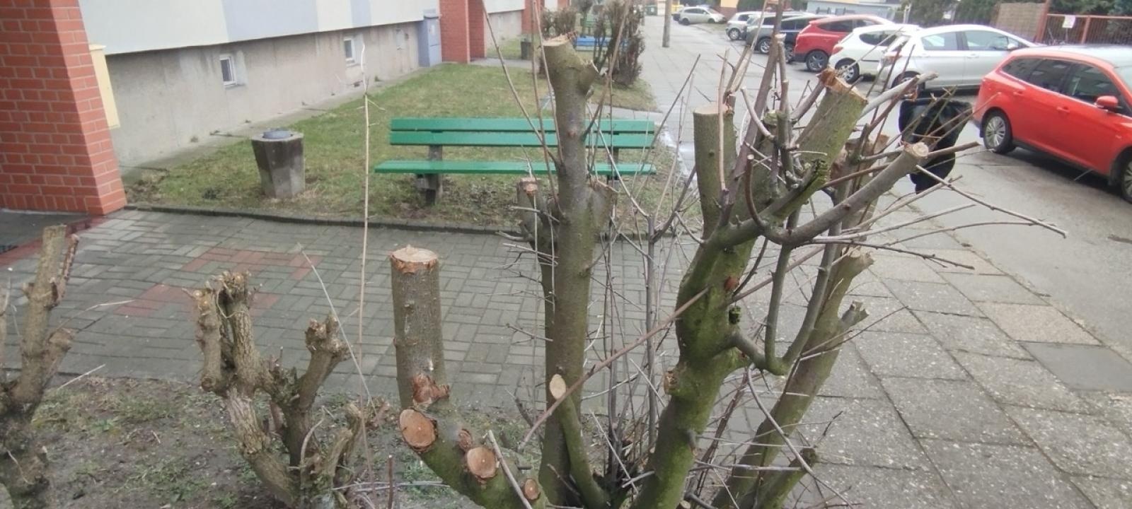 Zdjęcie w galerii na portalu naszraciborz.pl: Zielony Raciborzu, dokąd idziesz? Co się dzieje z tak zwaną pielęgnacją zieleni w Raciborzu? [LIST DO REDAKCJI] wiadomości z regionu