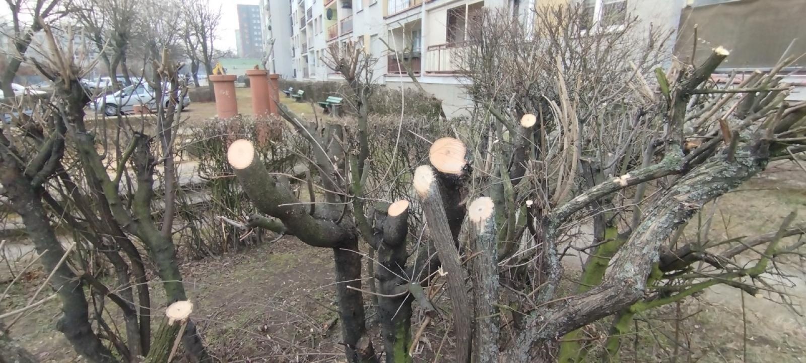 Zdjęcie w galerii na portalu naszraciborz.pl: Zielony Raciborzu, dokąd idziesz? Co się dzieje z tak zwaną pielęgnacją zieleni w Raciborzu? [LIST DO REDAKCJI] wiadomości z regionu