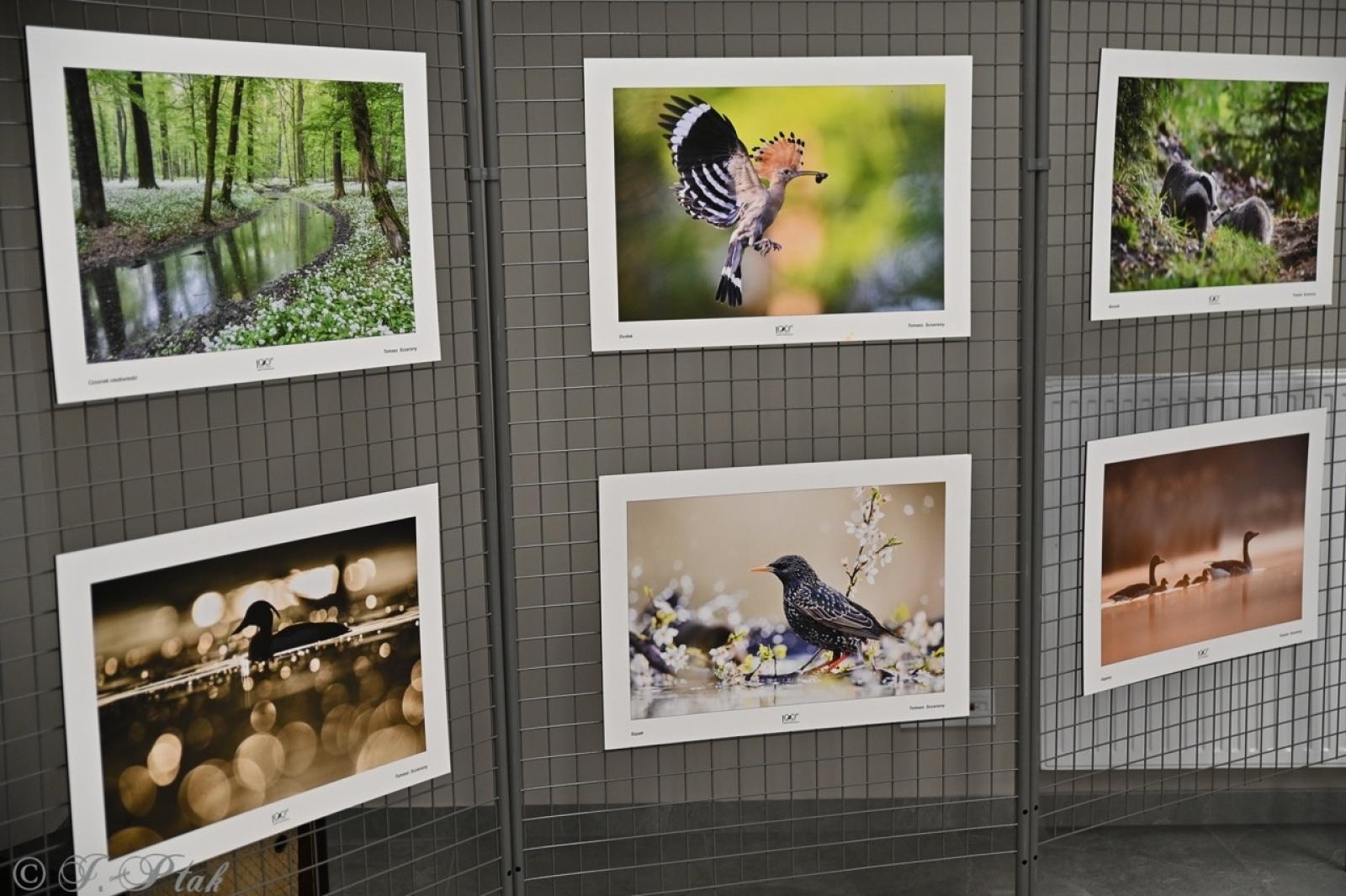 Zdjęcie w galerii na portalu naszraciborz.pl: Skarby przyrody i historii Łężczoka – kolejne spotkanie Akademii Leśnika za nami [FOTO i WIDEO] wiadomości z regionu