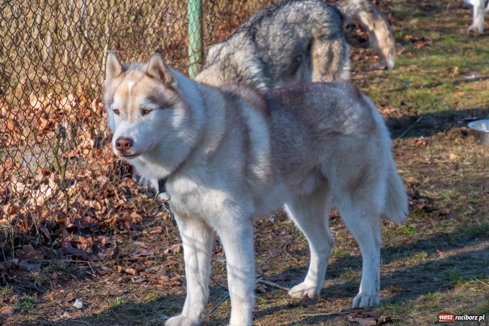 Zdjęcie w galerii na portalu naszraciborz.pl: DOG ADVENTURE SPRINT RACE – zawody psich zaprzęgów w Kuźni Raciborskiej [FOTO i WIDEO] wiadomości z regionu