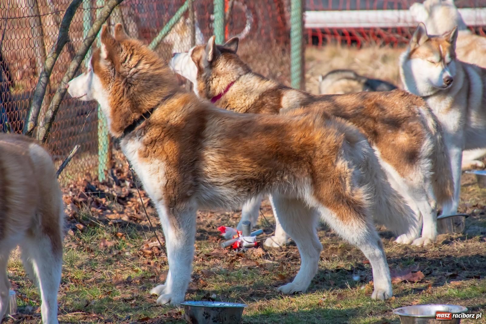 Zdjęcie w galerii na portalu naszraciborz.pl: DOG ADVENTURE SPRINT RACE – zawody psich zaprzęgów w Kuźni Raciborskiej [FOTO i WIDEO] wiadomości z regionu