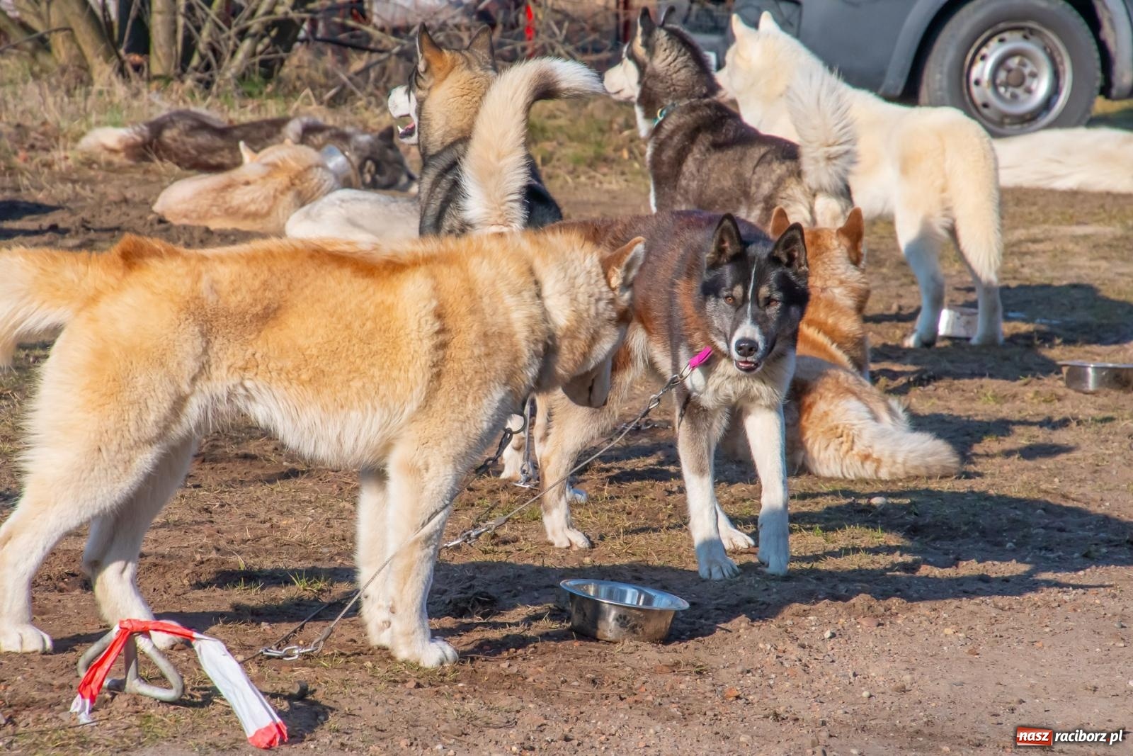 Zdjęcie w galerii na portalu naszraciborz.pl: DOG ADVENTURE SPRINT RACE – zawody psich zaprzęgów w Kuźni Raciborskiej [FOTO i WIDEO] wiadomości z regionu