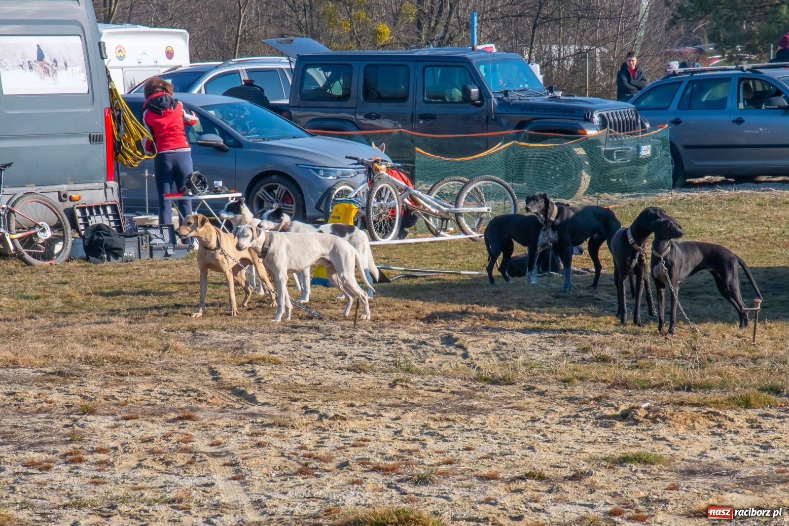 Zdjęcie w galerii na portalu naszraciborz.pl: DOG ADVENTURE SPRINT RACE – zawody psich zaprzęgów w Kuźni Raciborskiej [FOTO i WIDEO] wiadomości z regionu