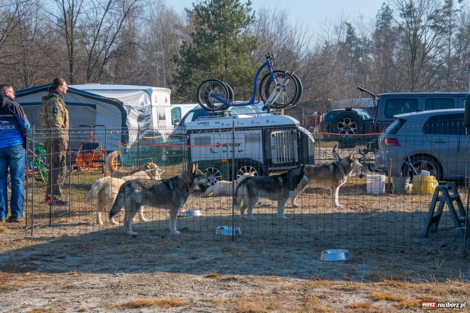 Zdjęcie w galerii na portalu naszraciborz.pl: DOG ADVENTURE SPRINT RACE – zawody psich zaprzęgów w Kuźni Raciborskiej [FOTO i WIDEO] wiadomości z regionu