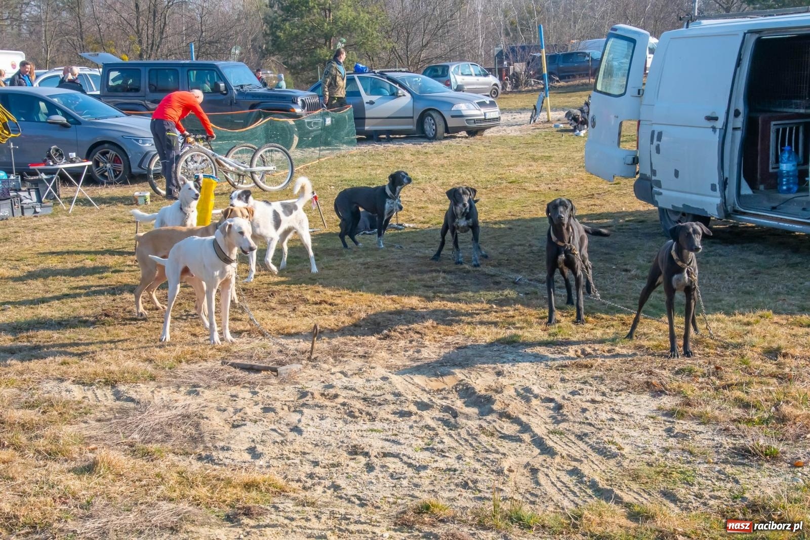 Zdjęcie w galerii na portalu naszraciborz.pl: DOG ADVENTURE SPRINT RACE – zawody psich zaprzęgów w Kuźni Raciborskiej [FOTO i WIDEO] wiadomości z regionu