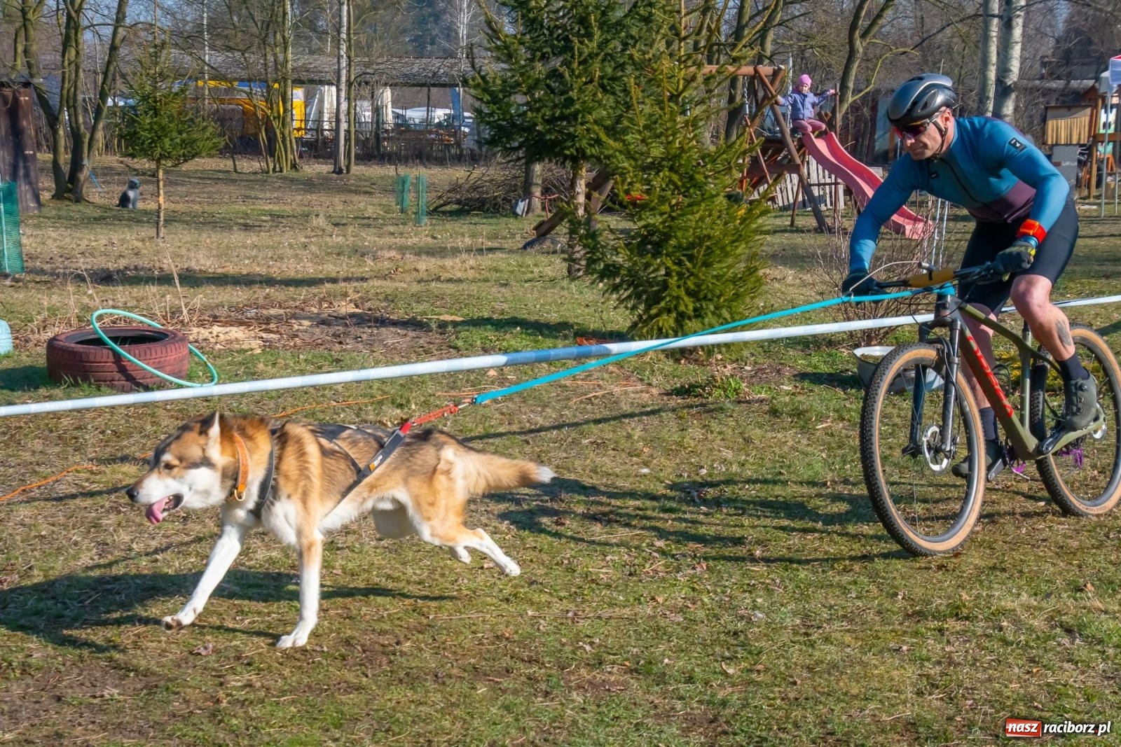 Zdjęcie w galerii na portalu naszraciborz.pl: DOG ADVENTURE SPRINT RACE – zawody psich zaprzęgów w Kuźni Raciborskiej [FOTO i WIDEO] wiadomości z regionu