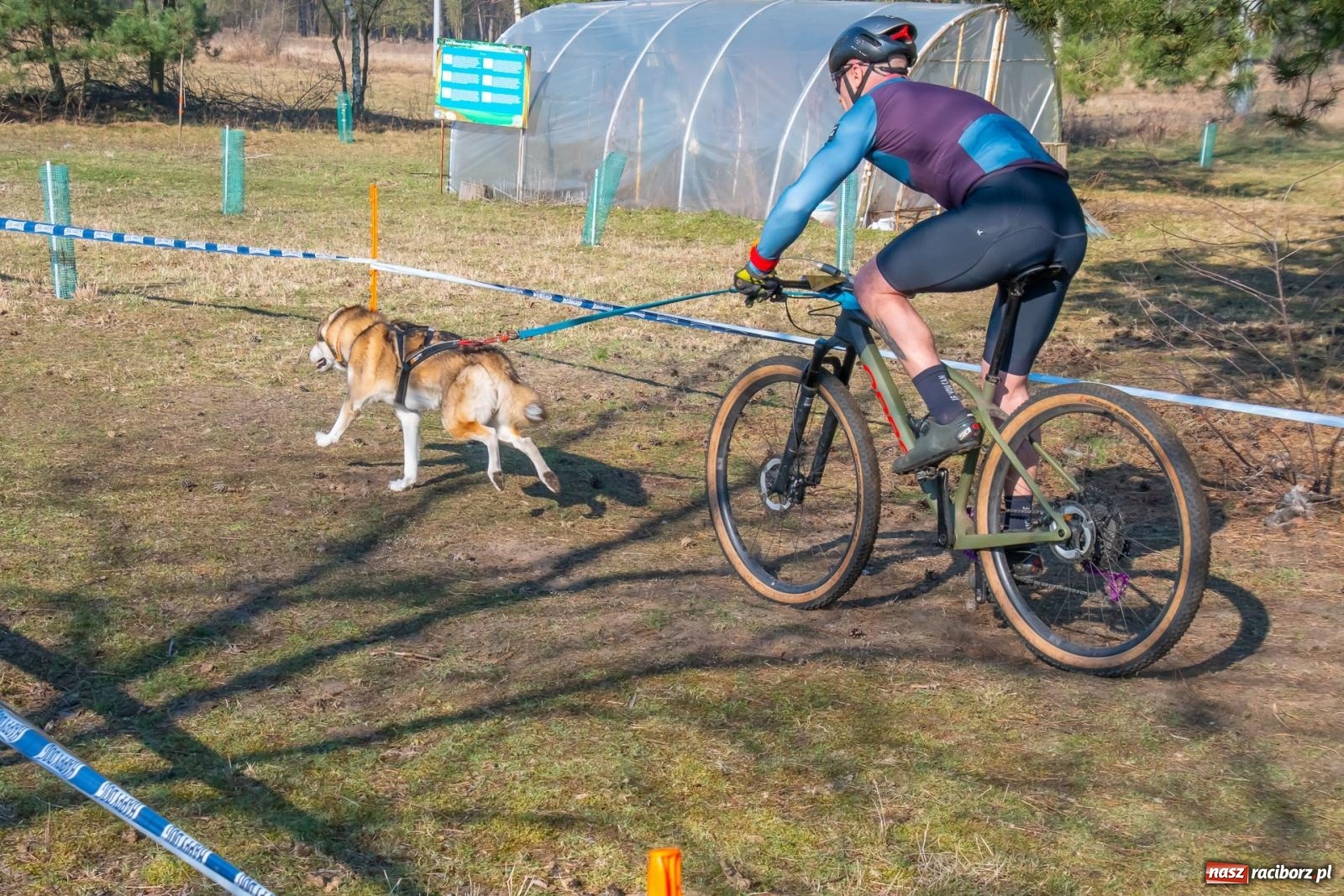 Zdjęcie w galerii na portalu naszraciborz.pl: DOG ADVENTURE SPRINT RACE – zawody psich zaprzęgów w Kuźni Raciborskiej [FOTO i WIDEO] wiadomości z regionu