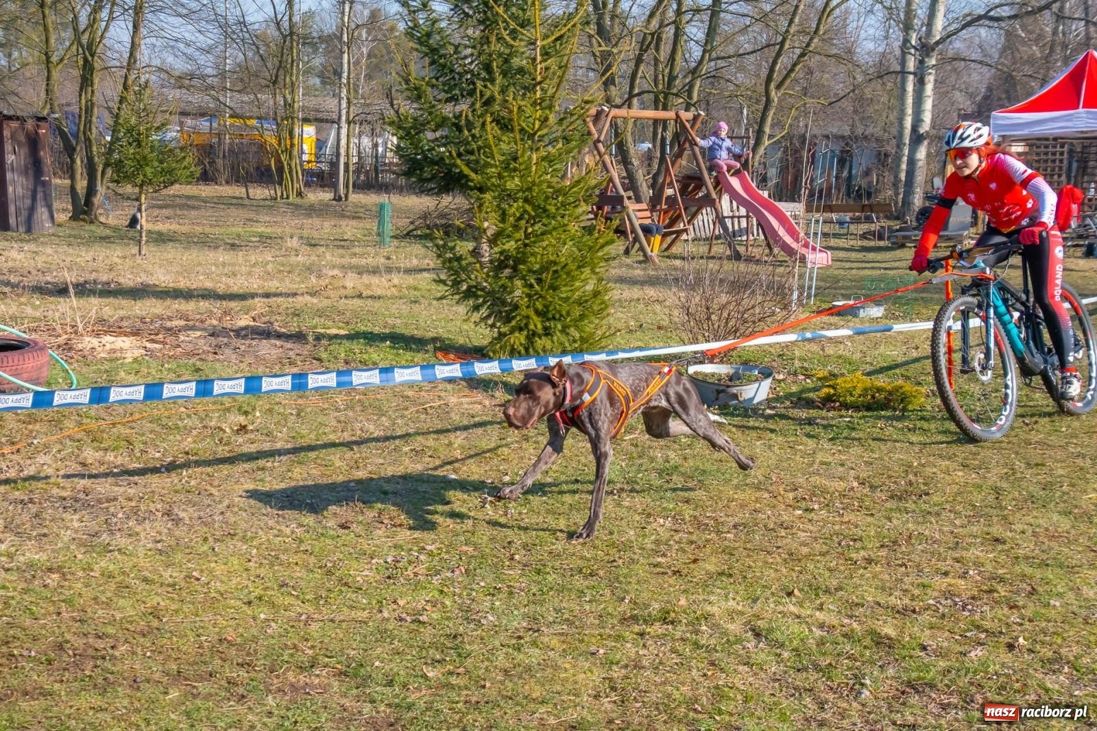 Zdjęcie w galerii na portalu naszraciborz.pl: DOG ADVENTURE SPRINT RACE – zawody psich zaprzęgów w Kuźni Raciborskiej [FOTO i WIDEO] wiadomości z regionu
