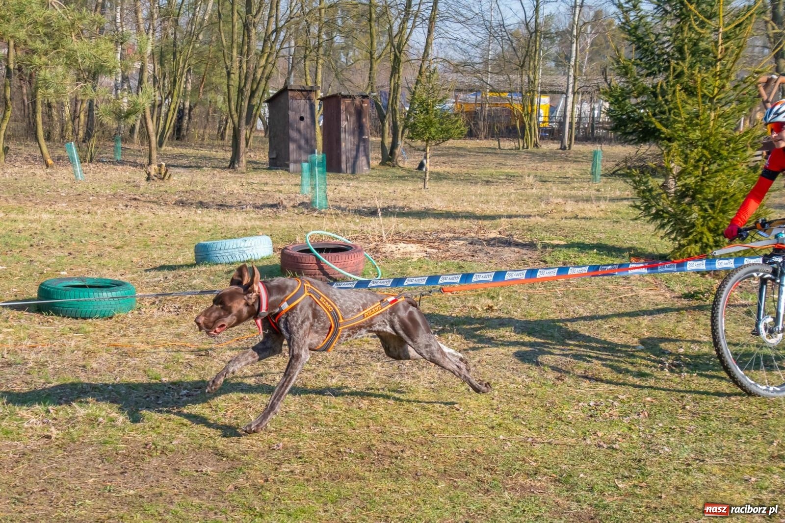 Zdjęcie w galerii na portalu naszraciborz.pl: DOG ADVENTURE SPRINT RACE – zawody psich zaprzęgów w Kuźni Raciborskiej [FOTO i WIDEO] wiadomości z regionu