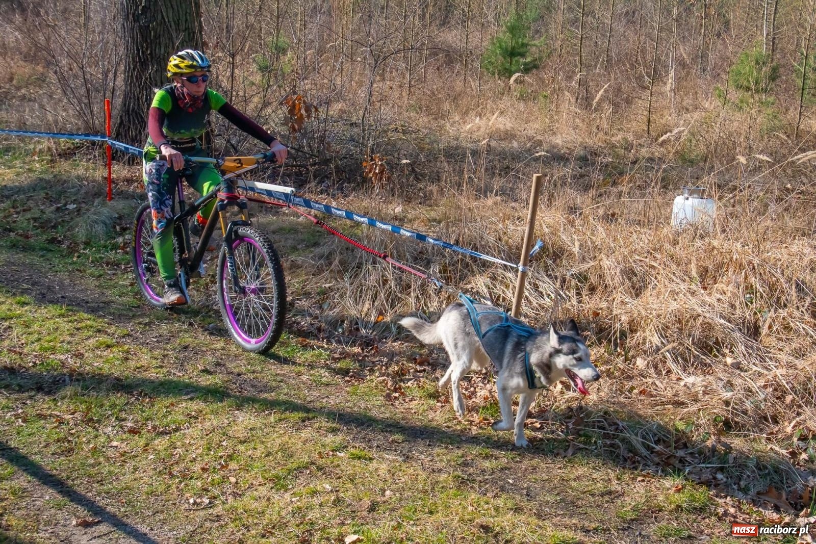 Zdjęcie w galerii na portalu naszraciborz.pl: DOG ADVENTURE SPRINT RACE – zawody psich zaprzęgów w Kuźni Raciborskiej [FOTO i WIDEO] wiadomości z regionu