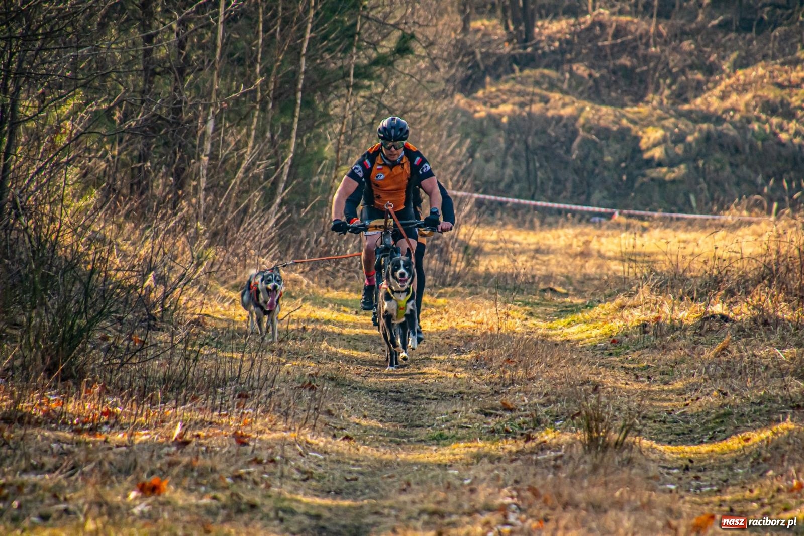 Zdjęcie w galerii na portalu naszraciborz.pl: DOG ADVENTURE SPRINT RACE – zawody psich zaprzęgów w Kuźni Raciborskiej [FOTO i WIDEO] wiadomości z regionu