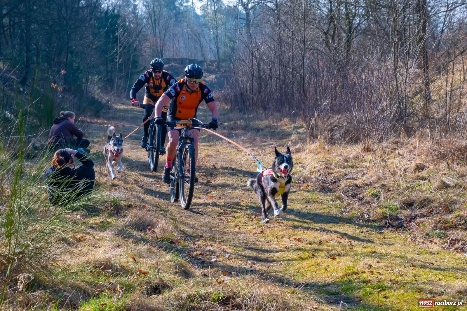 Zdjęcie w galerii na portalu naszraciborz.pl: DOG ADVENTURE SPRINT RACE – zawody psich zaprzęgów w Kuźni Raciborskiej [FOTO i WIDEO] wiadomości z regionu