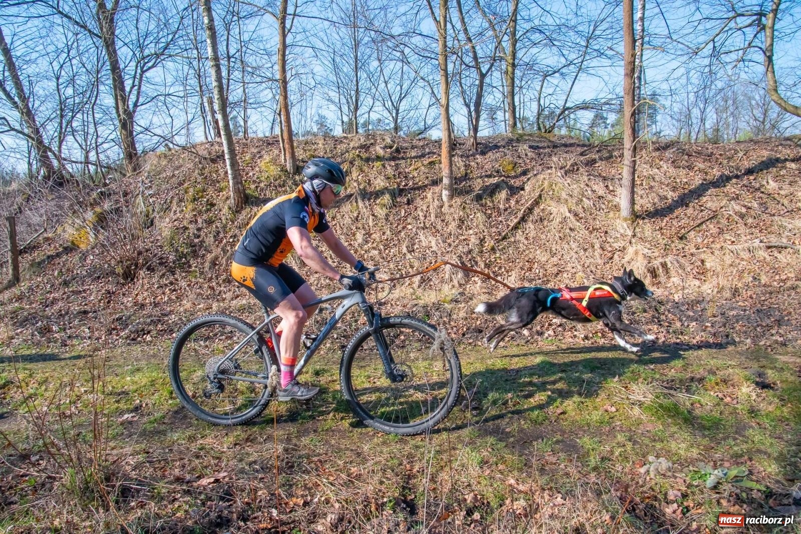 Zdjęcie w galerii na portalu naszraciborz.pl: DOG ADVENTURE SPRINT RACE – zawody psich zaprzęgów w Kuźni Raciborskiej [FOTO i WIDEO] wiadomości z regionu