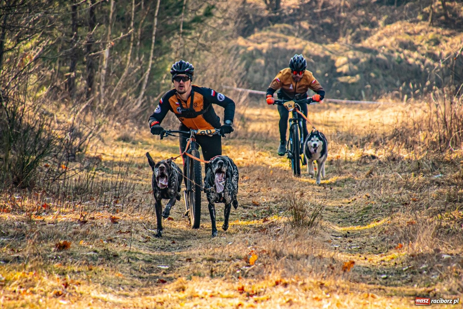 Zdjęcie w galerii na portalu naszraciborz.pl: DOG ADVENTURE SPRINT RACE – zawody psich zaprzęgów w Kuźni Raciborskiej [FOTO i WIDEO] wiadomości z regionu