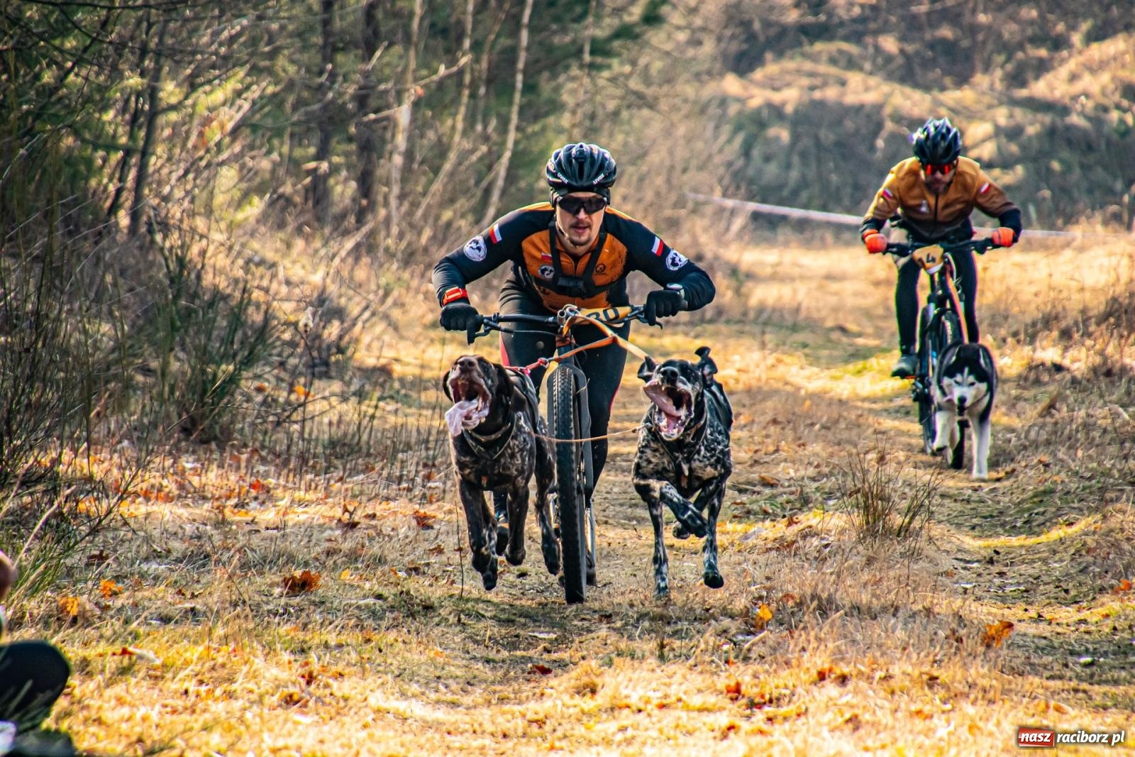 Zdjęcie w galerii na portalu naszraciborz.pl: DOG ADVENTURE SPRINT RACE – zawody psich zaprzęgów w Kuźni Raciborskiej [FOTO i WIDEO] wiadomości z regionu