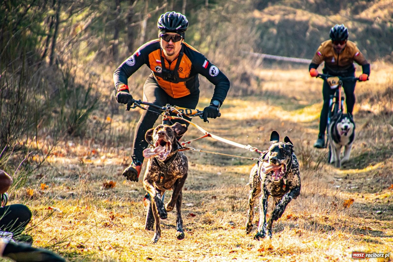 Zdjęcie w galerii na portalu naszraciborz.pl: DOG ADVENTURE SPRINT RACE – zawody psich zaprzęgów w Kuźni Raciborskiej [FOTO i WIDEO] wiadomości z regionu