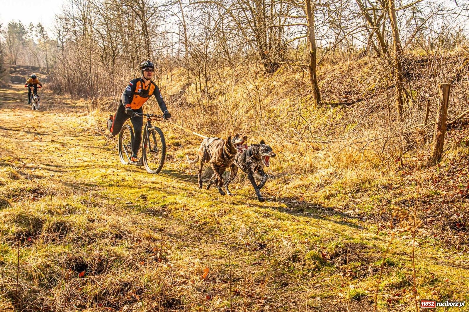 Zdjęcie w galerii na portalu naszraciborz.pl: DOG ADVENTURE SPRINT RACE – zawody psich zaprzęgów w Kuźni Raciborskiej [FOTO i WIDEO] wiadomości z regionu