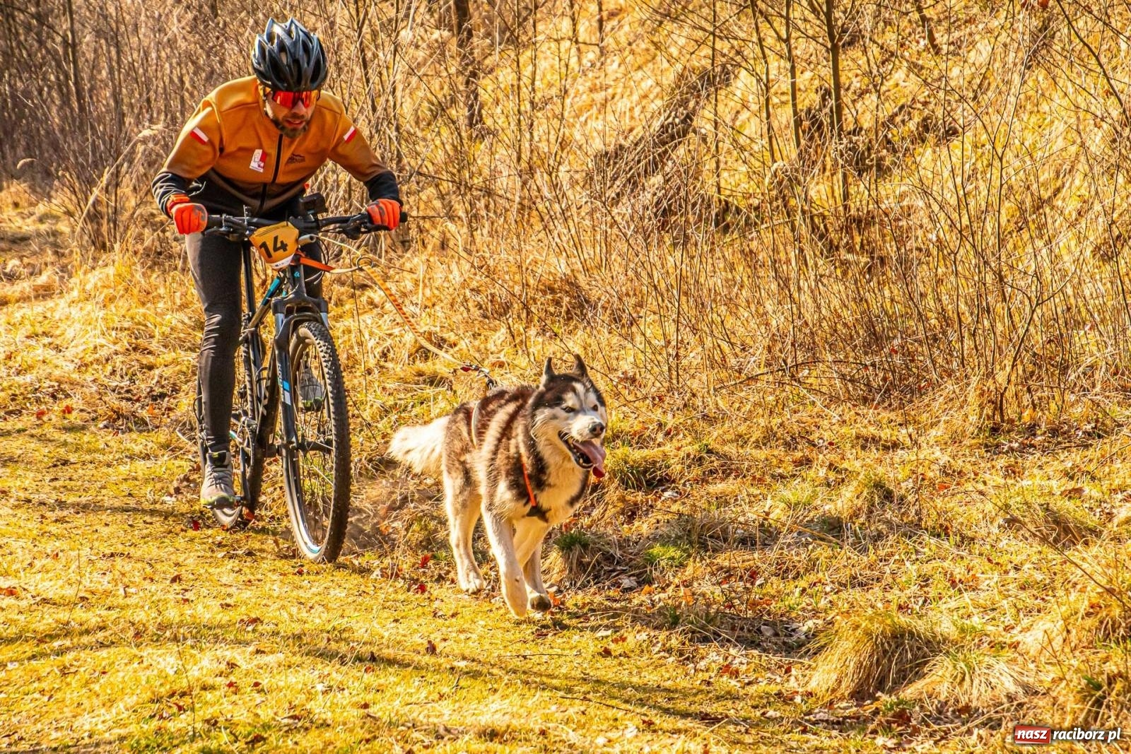 Zdjęcie w galerii na portalu naszraciborz.pl: DOG ADVENTURE SPRINT RACE – zawody psich zaprzęgów w Kuźni Raciborskiej [FOTO i WIDEO] wiadomości z regionu