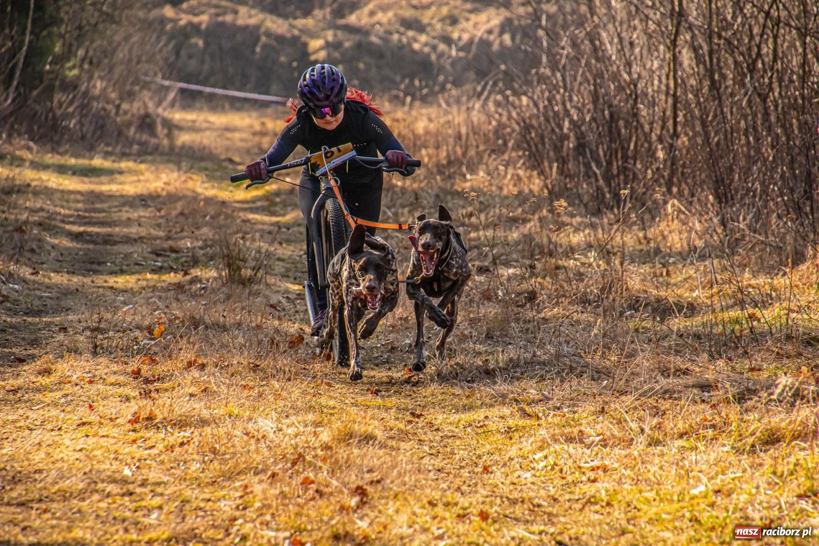 Zdjęcie w galerii na portalu naszraciborz.pl: DOG ADVENTURE SPRINT RACE – zawody psich zaprzęgów w Kuźni Raciborskiej [FOTO i WIDEO] wiadomości z regionu