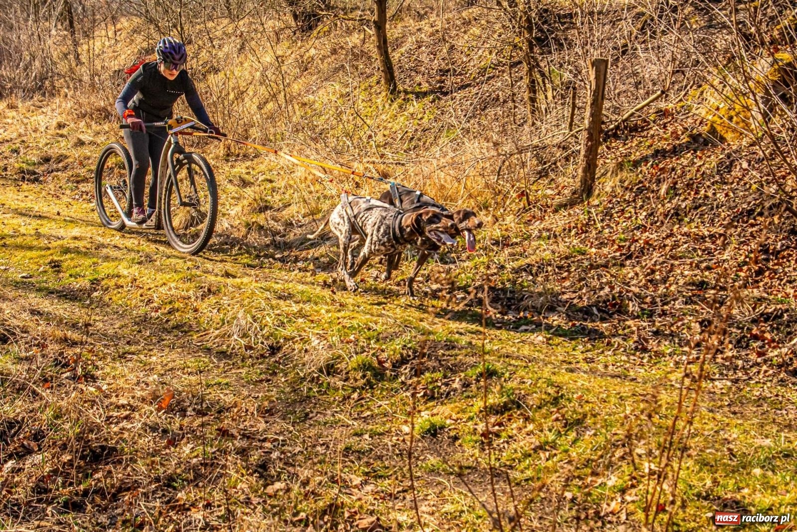 Zdjęcie w galerii na portalu naszraciborz.pl: DOG ADVENTURE SPRINT RACE – zawody psich zaprzęgów w Kuźni Raciborskiej [FOTO i WIDEO] wiadomości z regionu