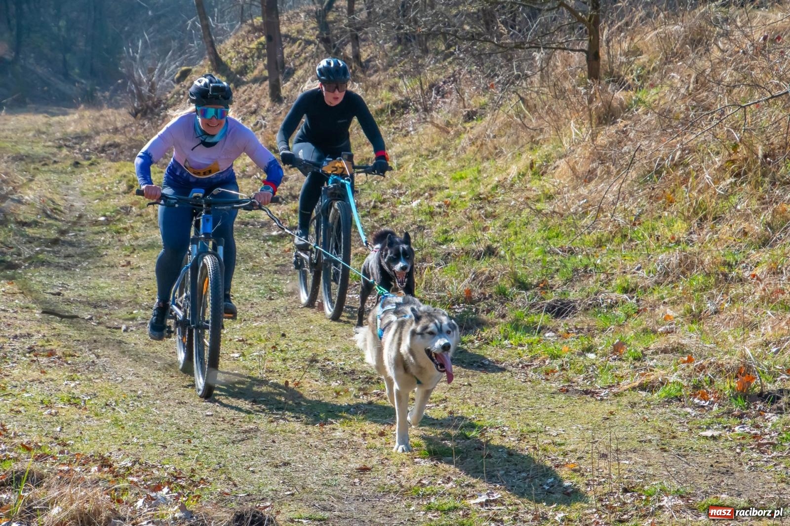 Zdjęcie w galerii na portalu naszraciborz.pl: DOG ADVENTURE SPRINT RACE – zawody psich zaprzęgów w Kuźni Raciborskiej [FOTO i WIDEO] wiadomości z regionu