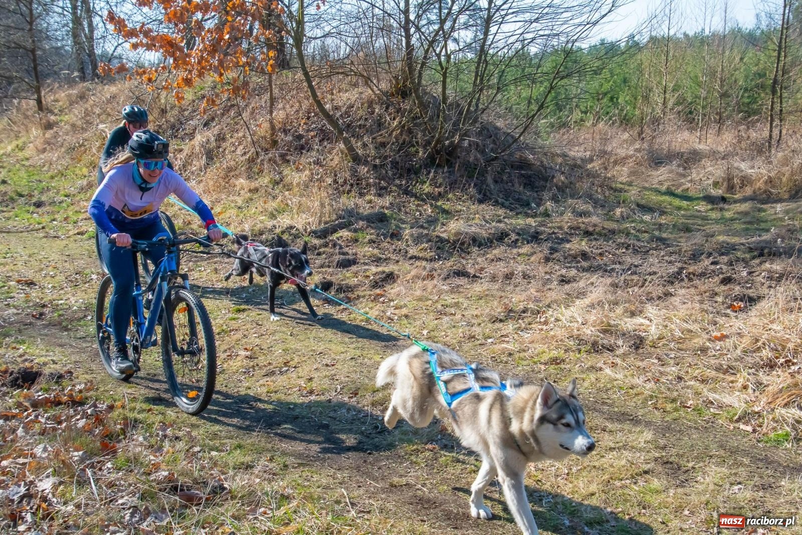Zdjęcie w galerii na portalu naszraciborz.pl: DOG ADVENTURE SPRINT RACE – zawody psich zaprzęgów w Kuźni Raciborskiej [FOTO i WIDEO] wiadomości z regionu