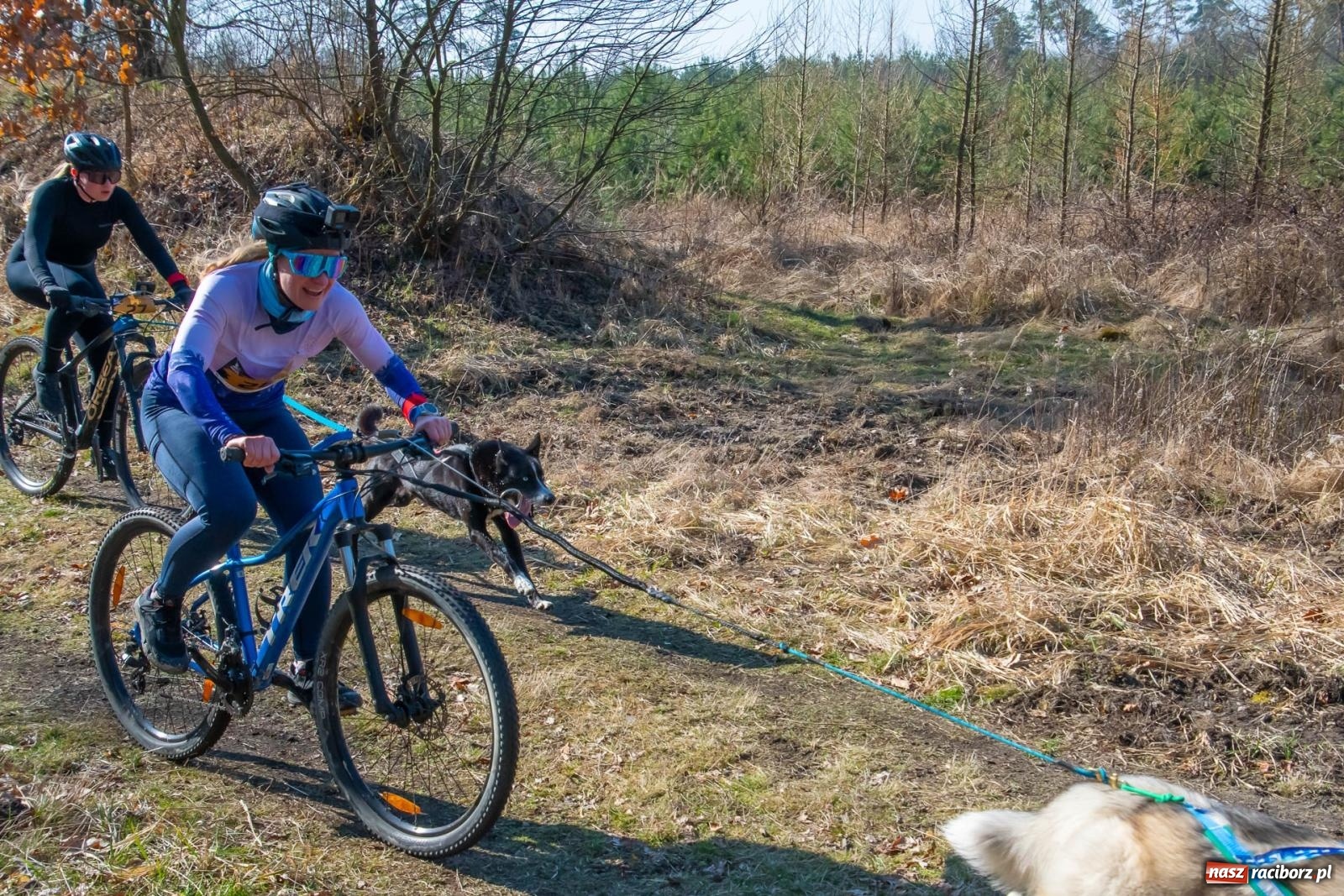 Zdjęcie w galerii na portalu naszraciborz.pl: DOG ADVENTURE SPRINT RACE – zawody psich zaprzęgów w Kuźni Raciborskiej [FOTO i WIDEO] wiadomości z regionu
