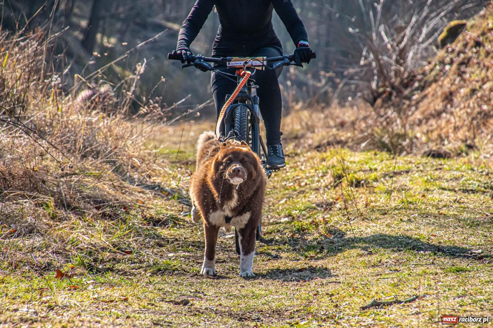 Zdjęcie w galerii na portalu naszraciborz.pl: DOG ADVENTURE SPRINT RACE – zawody psich zaprzęgów w Kuźni Raciborskiej [FOTO i WIDEO] wiadomości z regionu