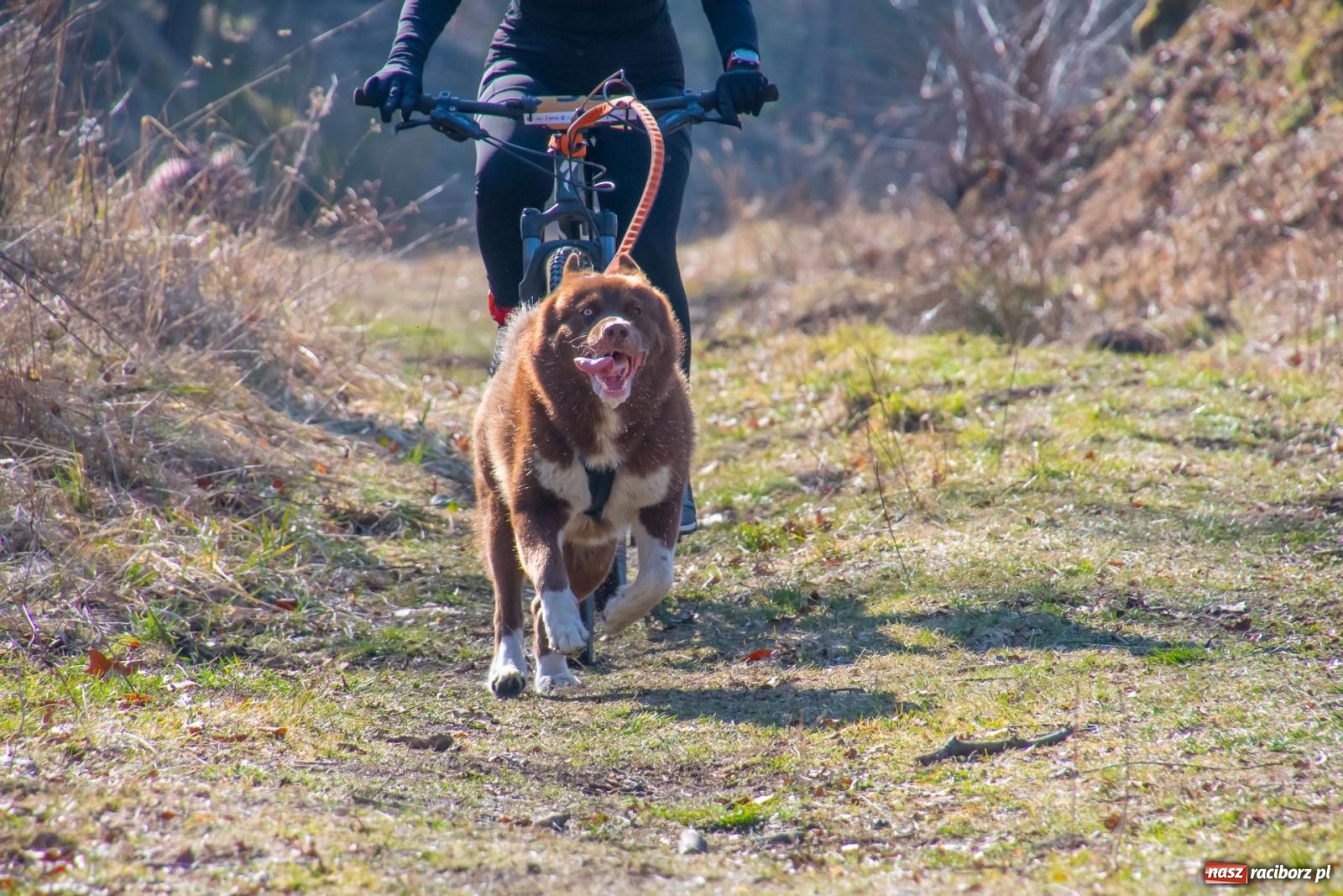Zdjęcie w galerii na portalu naszraciborz.pl: DOG ADVENTURE SPRINT RACE – zawody psich zaprzęgów w Kuźni Raciborskiej [FOTO i WIDEO] wiadomości z regionu