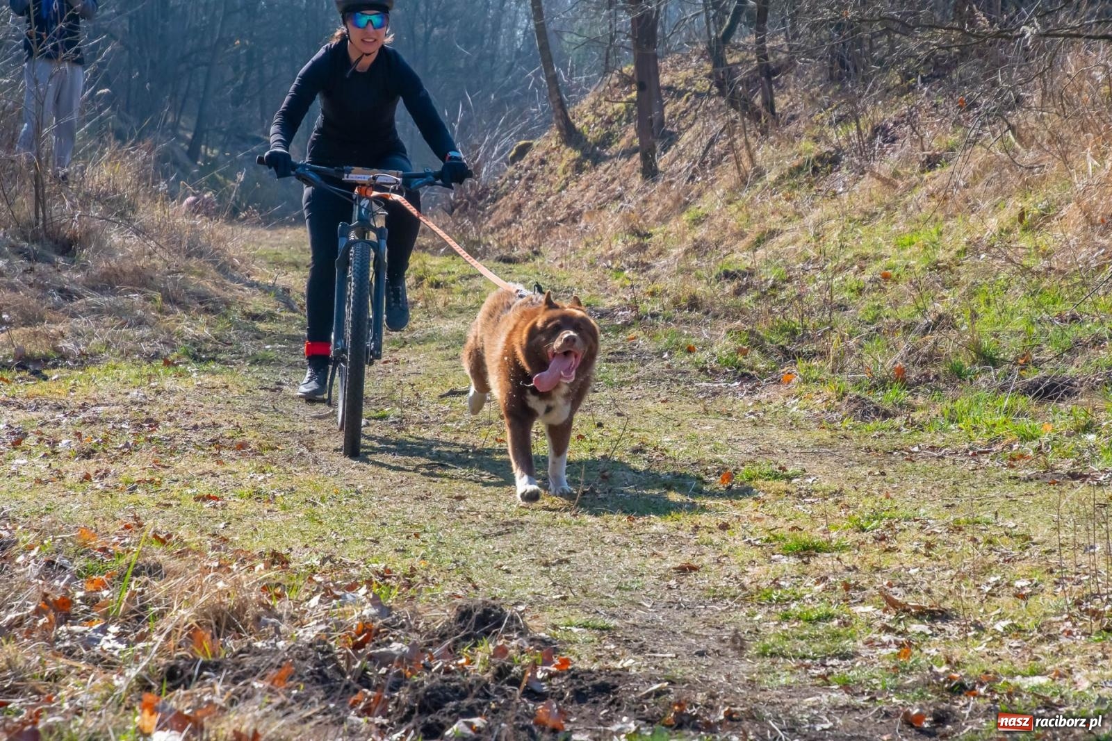 Zdjęcie w galerii na portalu naszraciborz.pl: DOG ADVENTURE SPRINT RACE – zawody psich zaprzęgów w Kuźni Raciborskiej [FOTO i WIDEO] wiadomości z regionu