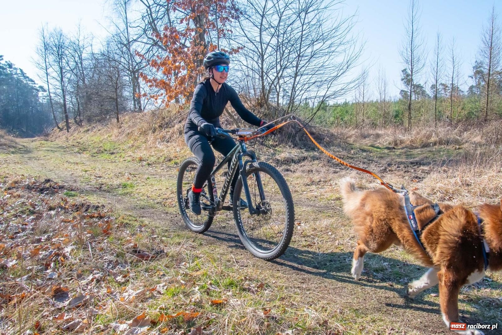 Zdjęcie w galerii na portalu naszraciborz.pl: DOG ADVENTURE SPRINT RACE – zawody psich zaprzęgów w Kuźni Raciborskiej [FOTO i WIDEO] wiadomości z regionu