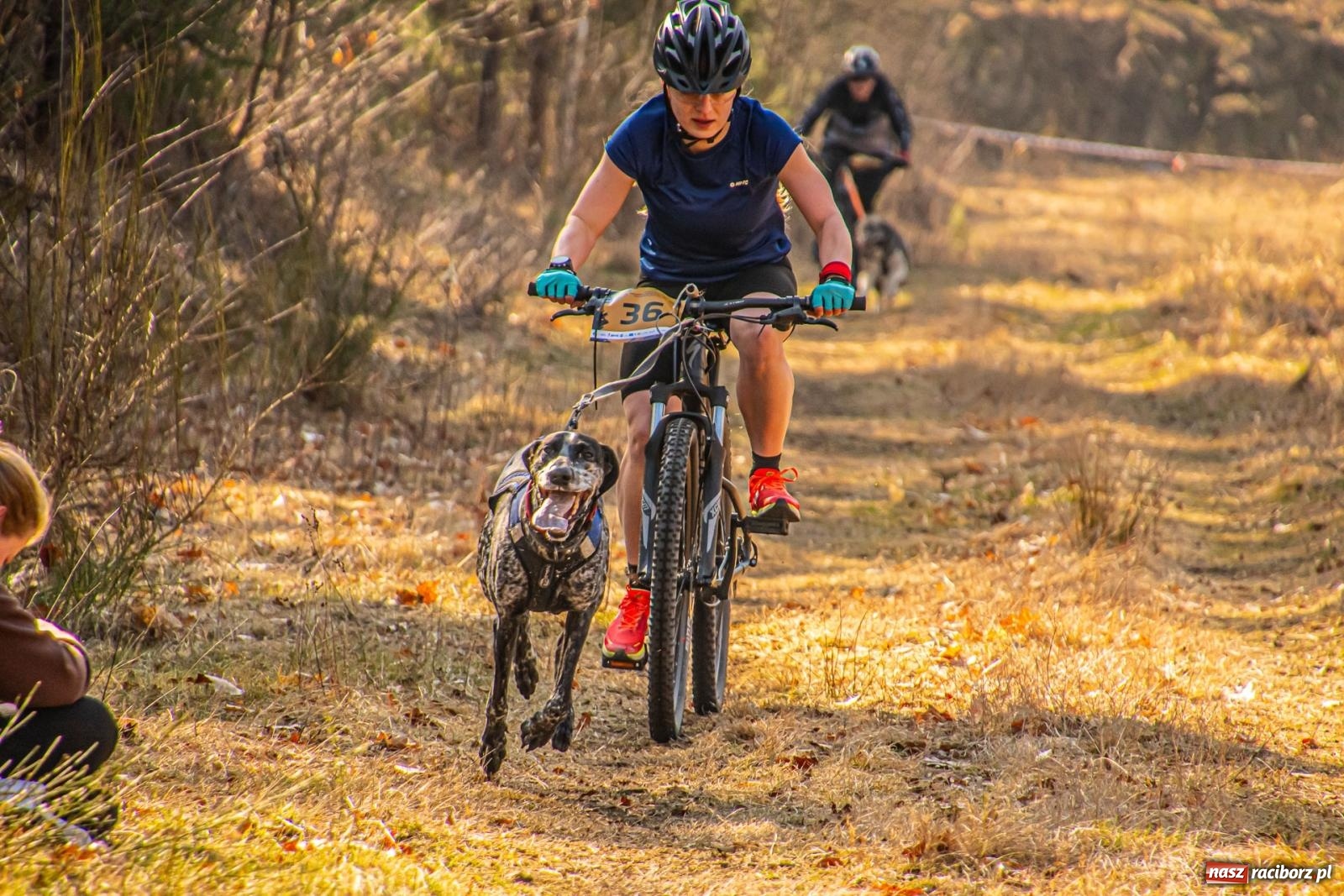 Zdjęcie w galerii na portalu naszraciborz.pl: DOG ADVENTURE SPRINT RACE – zawody psich zaprzęgów w Kuźni Raciborskiej [FOTO i WIDEO] wiadomości z regionu