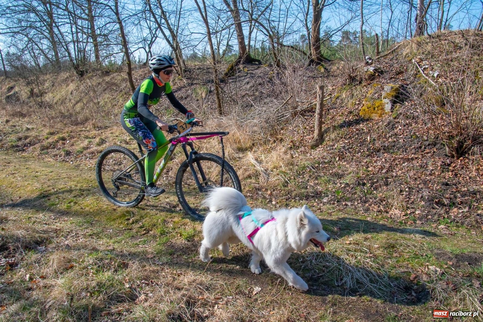 Zdjęcie w galerii na portalu naszraciborz.pl: DOG ADVENTURE SPRINT RACE – zawody psich zaprzęgów w Kuźni Raciborskiej [FOTO i WIDEO] wiadomości z regionu