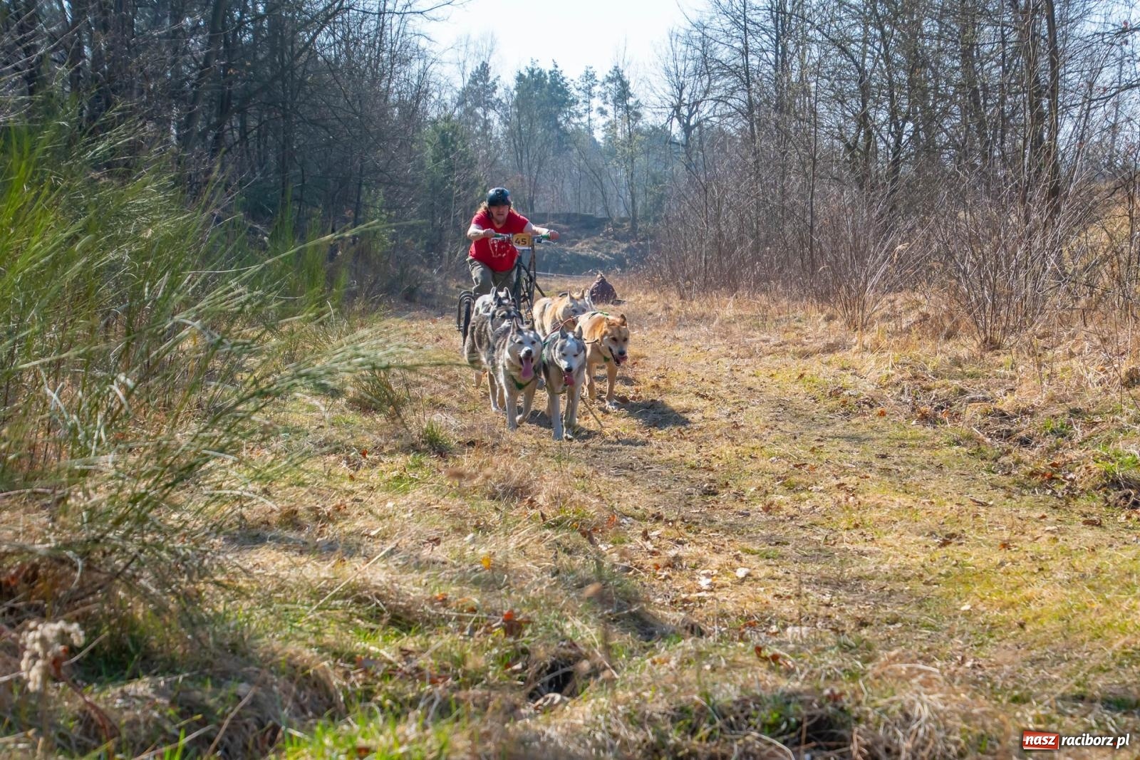 Zdjęcie w galerii na portalu naszraciborz.pl: DOG ADVENTURE SPRINT RACE – zawody psich zaprzęgów w Kuźni Raciborskiej [FOTO i WIDEO] wiadomości z regionu
