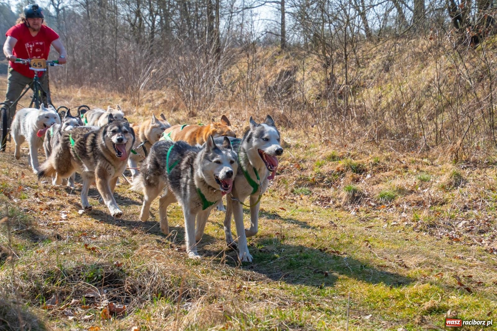 Zdjęcie w galerii na portalu naszraciborz.pl: DOG ADVENTURE SPRINT RACE – zawody psich zaprzęgów w Kuźni Raciborskiej [FOTO i WIDEO] wiadomości z regionu