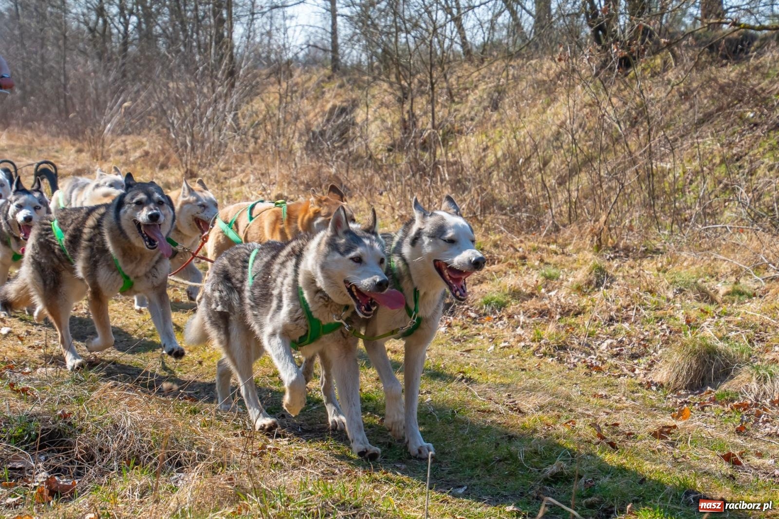 Zdjęcie w galerii na portalu naszraciborz.pl: DOG ADVENTURE SPRINT RACE – zawody psich zaprzęgów w Kuźni Raciborskiej [FOTO i WIDEO] wiadomości z regionu