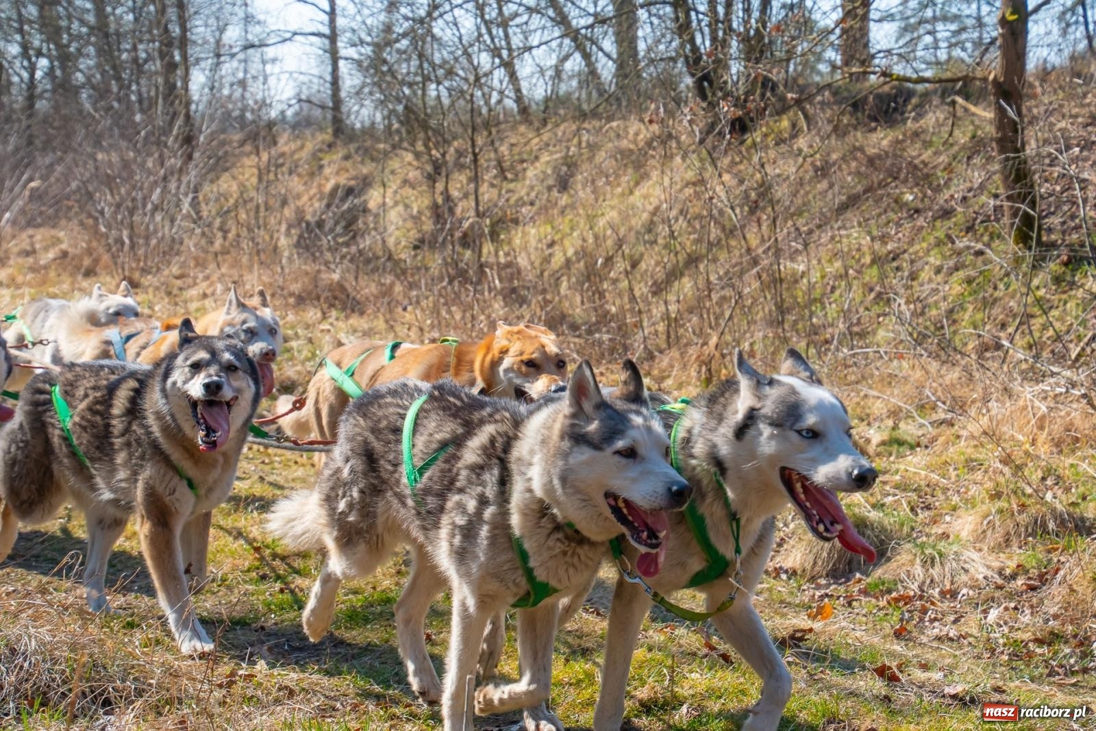 Zdjęcie w galerii na portalu naszraciborz.pl: DOG ADVENTURE SPRINT RACE – zawody psich zaprzęgów w Kuźni Raciborskiej [FOTO i WIDEO] wiadomości z regionu