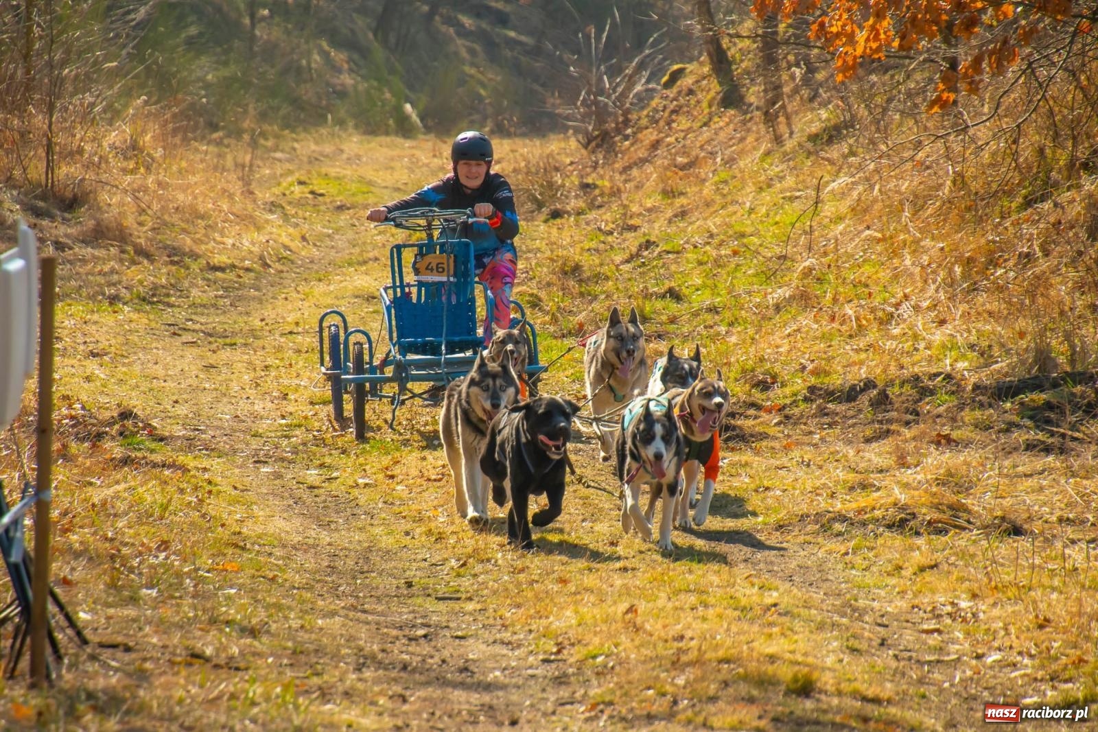 Zdjęcie w galerii na portalu naszraciborz.pl: DOG ADVENTURE SPRINT RACE – zawody psich zaprzęgów w Kuźni Raciborskiej [FOTO i WIDEO] wiadomości z regionu