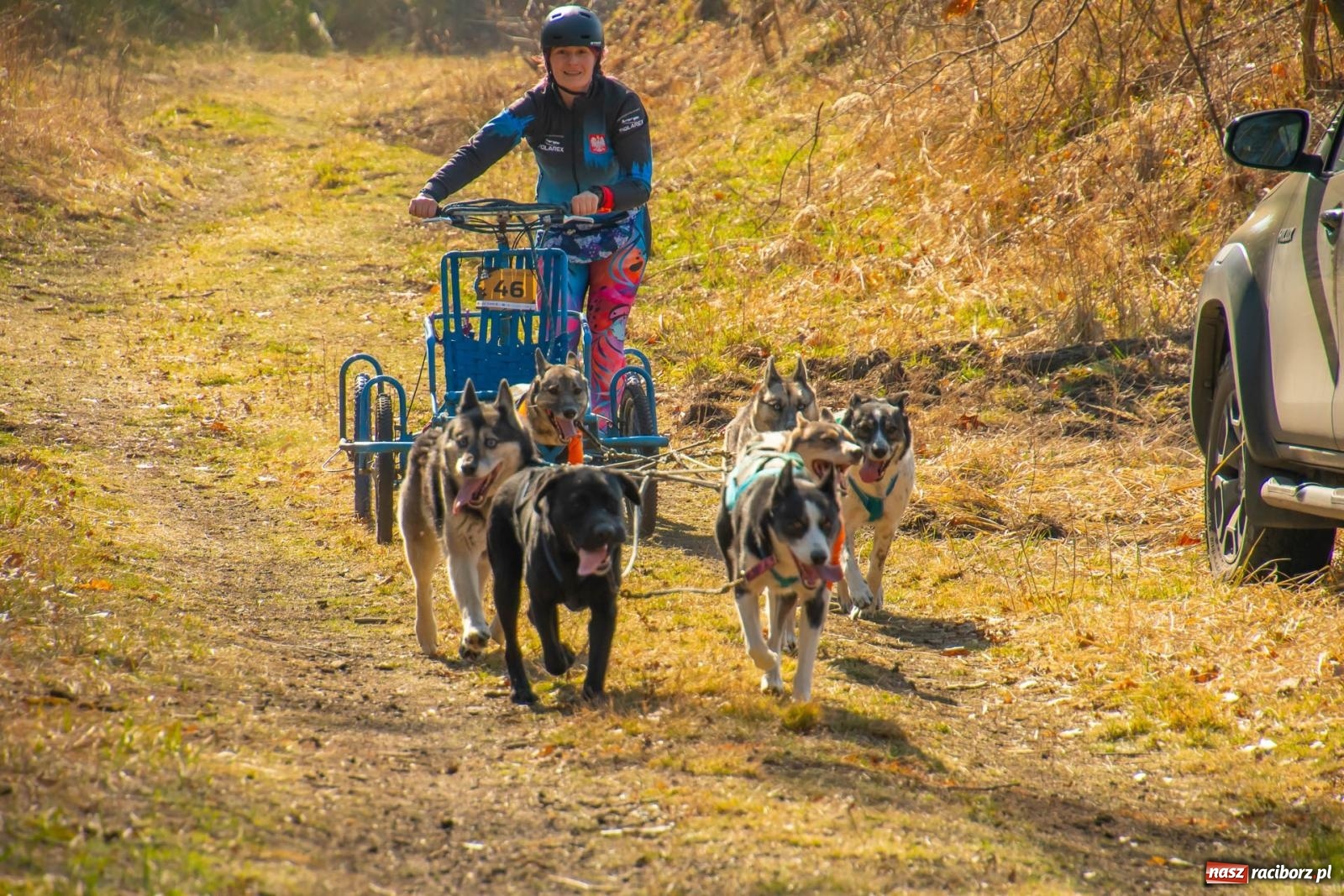 Zdjęcie w galerii na portalu naszraciborz.pl: DOG ADVENTURE SPRINT RACE – zawody psich zaprzęgów w Kuźni Raciborskiej [FOTO i WIDEO] wiadomości z regionu