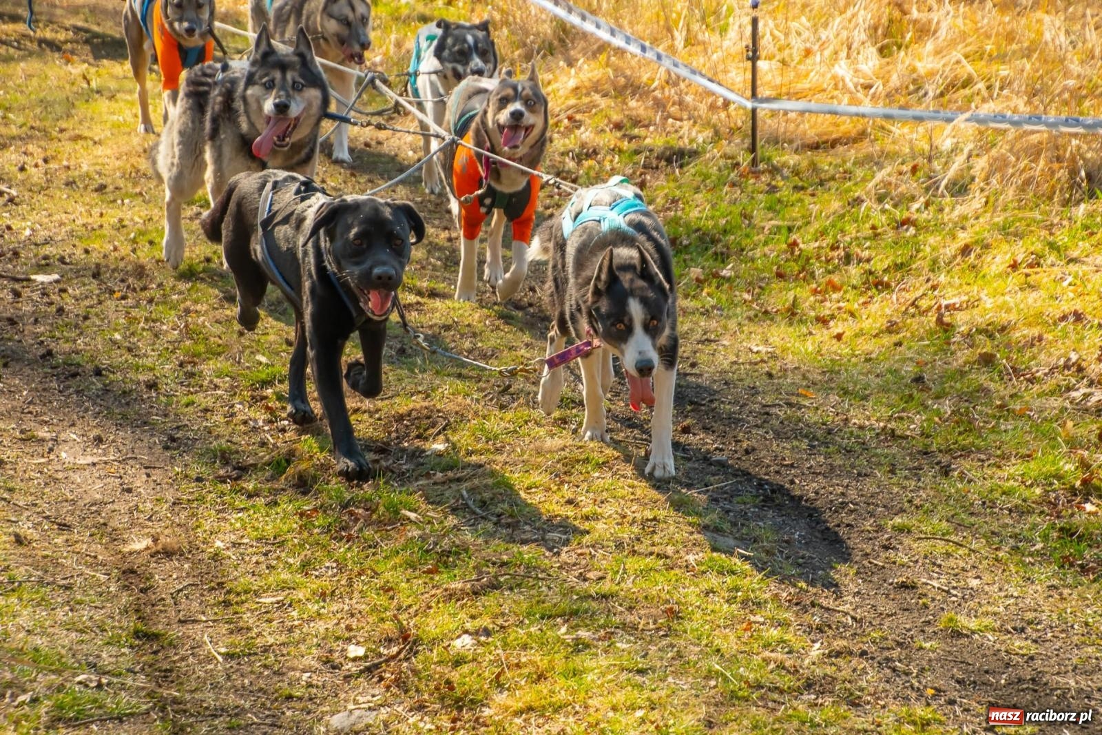 Zdjęcie w galerii na portalu naszraciborz.pl: DOG ADVENTURE SPRINT RACE – zawody psich zaprzęgów w Kuźni Raciborskiej [FOTO i WIDEO] wiadomości z regionu