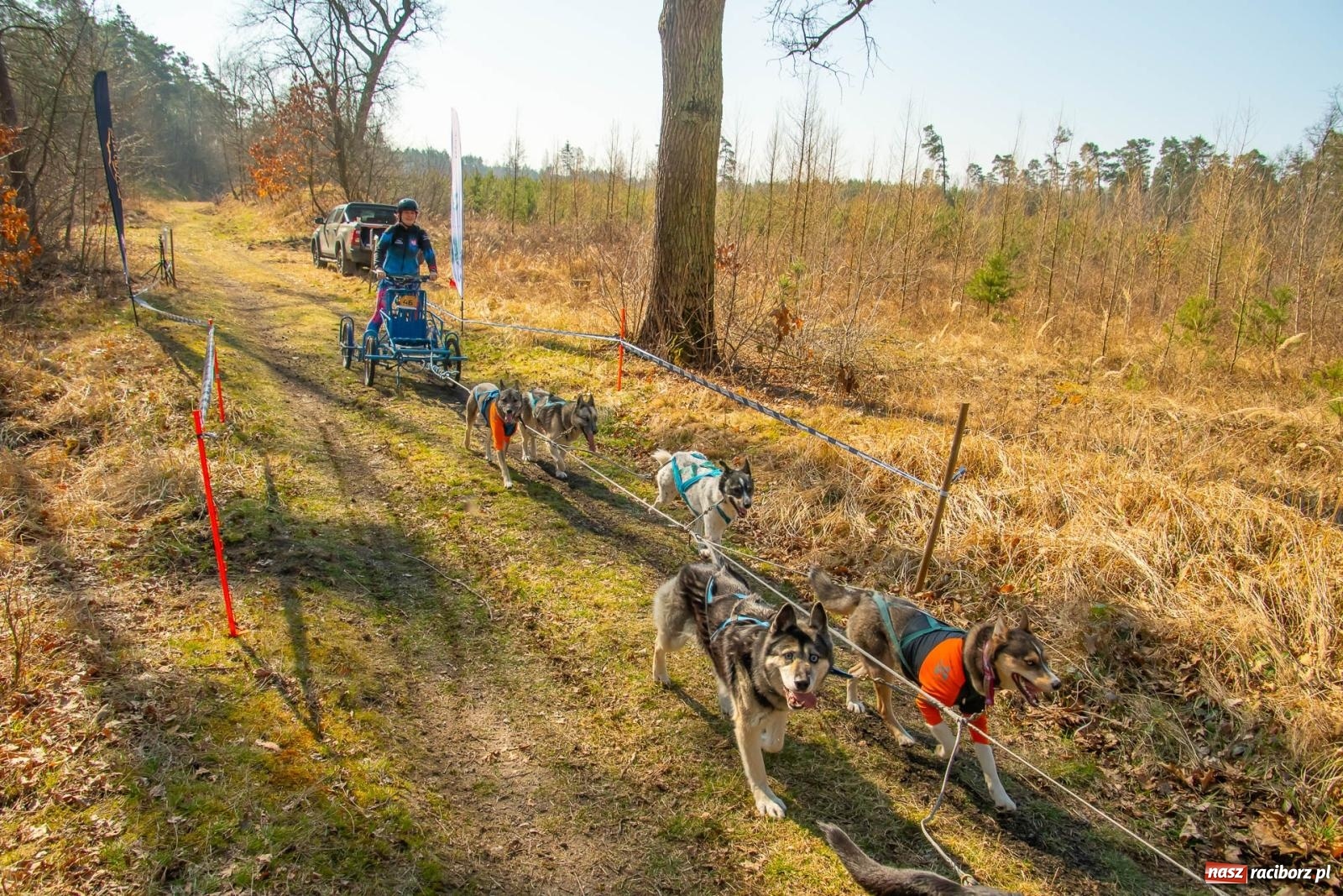 Zdjęcie w galerii na portalu naszraciborz.pl: DOG ADVENTURE SPRINT RACE – zawody psich zaprzęgów w Kuźni Raciborskiej [FOTO i WIDEO] wiadomości z regionu
