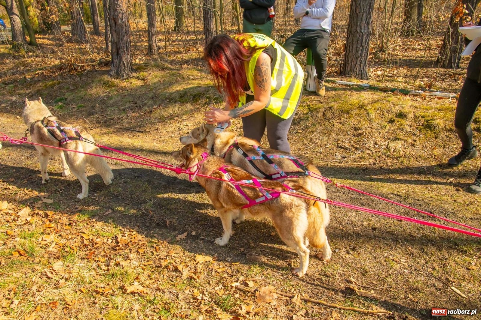 Zdjęcie w galerii na portalu naszraciborz.pl: DOG ADVENTURE SPRINT RACE – zawody psich zaprzęgów w Kuźni Raciborskiej [FOTO i WIDEO] wiadomości z regionu