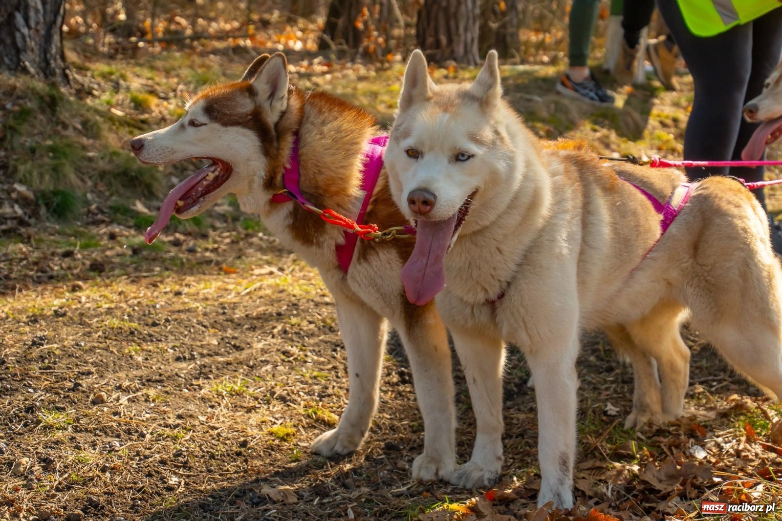 Zdjęcie w galerii na portalu naszraciborz.pl: DOG ADVENTURE SPRINT RACE – zawody psich zaprzęgów w Kuźni Raciborskiej [FOTO i WIDEO] wiadomości z regionu