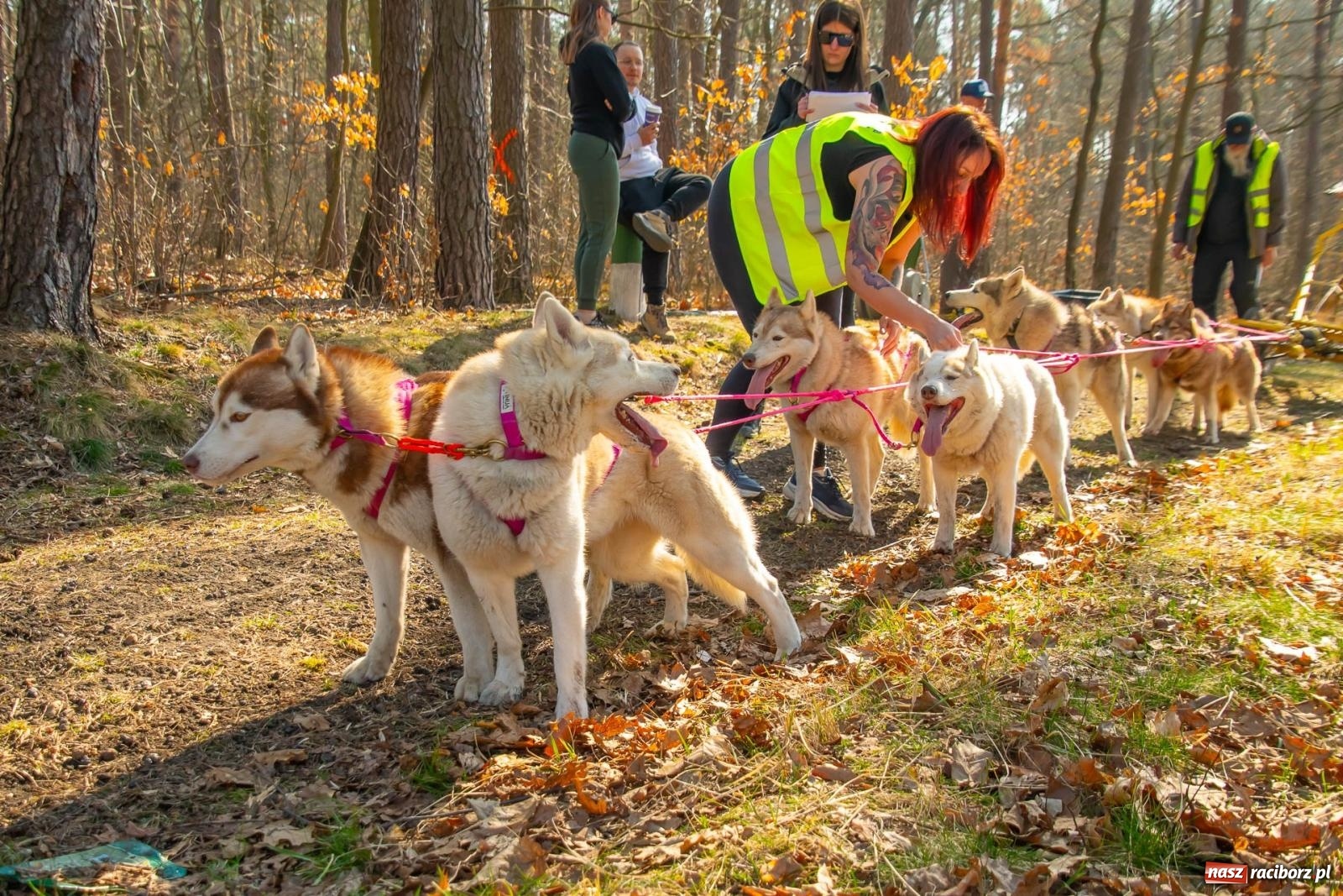 Zdjęcie w galerii na portalu naszraciborz.pl: DOG ADVENTURE SPRINT RACE – zawody psich zaprzęgów w Kuźni Raciborskiej [FOTO i WIDEO] wiadomości z regionu