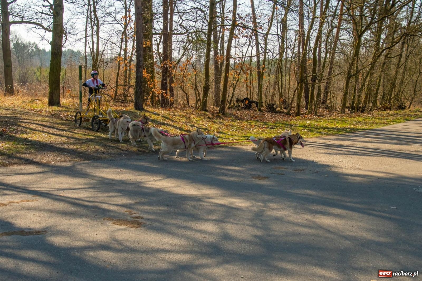 Zdjęcie w galerii na portalu naszraciborz.pl: DOG ADVENTURE SPRINT RACE – zawody psich zaprzęgów w Kuźni Raciborskiej [FOTO i WIDEO] wiadomości z regionu